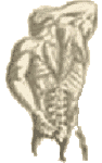 Chiropractic Image